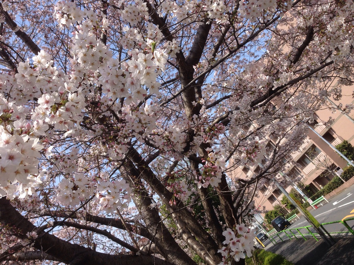 2016331桜2