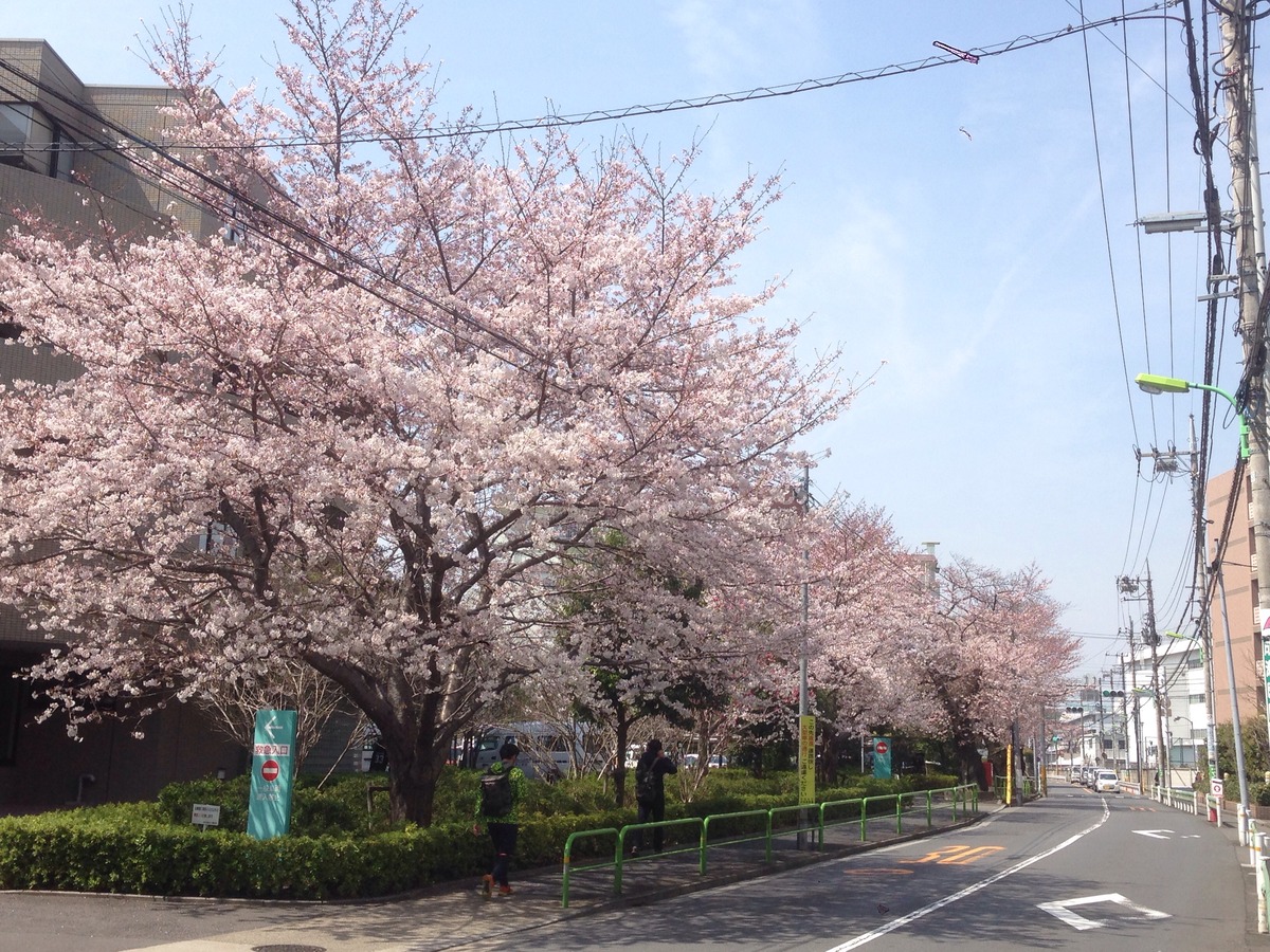 2016331桜